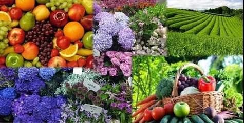 全球农药贸易格局演变与挑战 机遇与风险并存